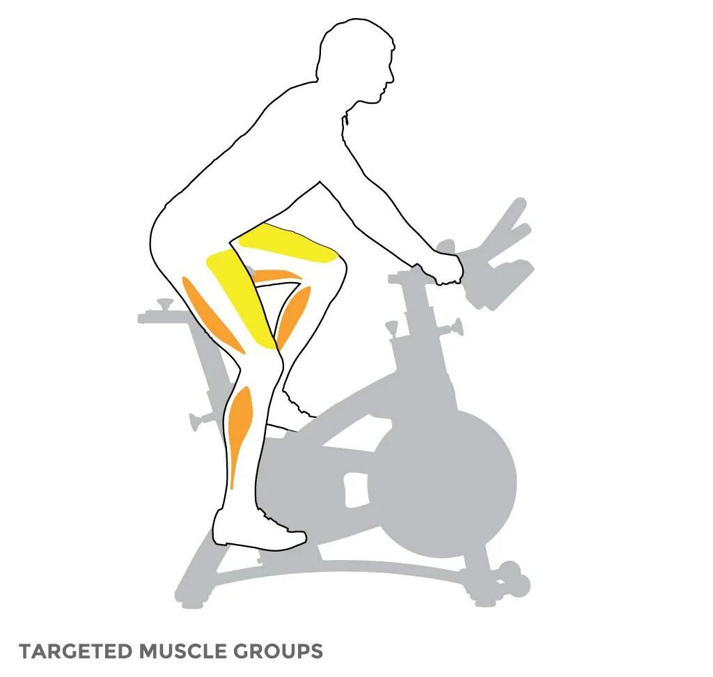 Катание на велосипеде какие мышцы. Велотренажер мышцы. Тренажер велосипед группы мышц. Упражнения на велотренажере. Мышцы задействованные на велотренажере.