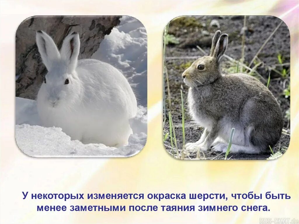 Линька в какое время года