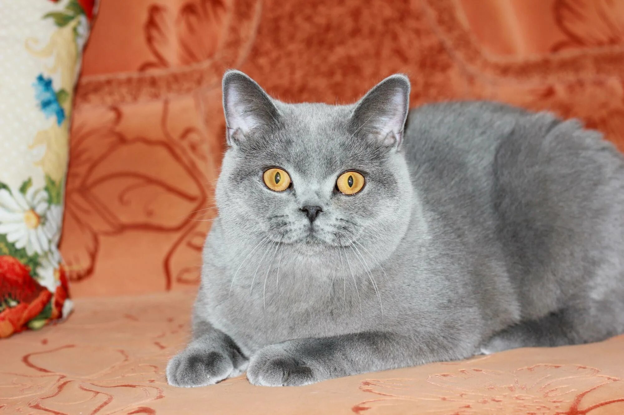 британская короткошёрстная british shorthair. британские короткошерстные котята. картезианская кошка британец. британская короткошёрстная кошка голубая. британская короткошёрстная british shorthair.