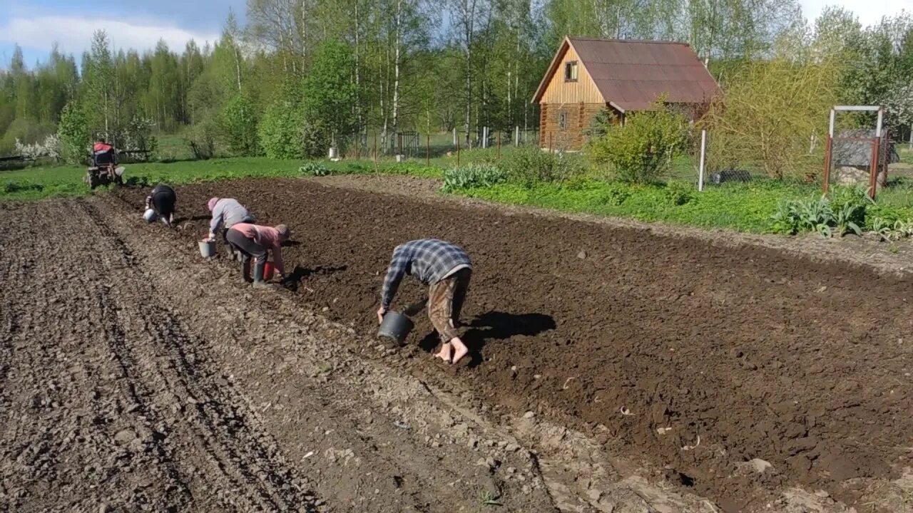 Посадка картофеля под плуг. Посадка картофеля под плуг трактором. Плуг для посадки картофеля для трактора. Посадка картофеля в борозды. Посадка картошки под плуг.