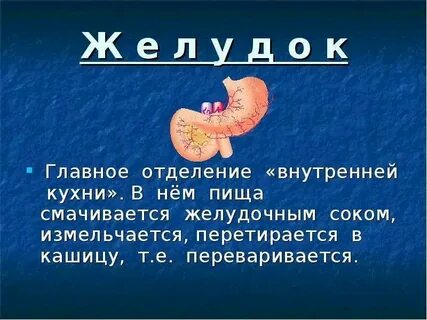 Почему пища долго переваривается