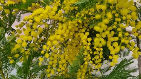 Mimosa feuilles marron