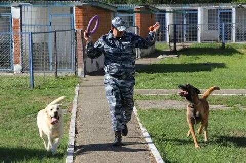 Кинологи обучающие собак