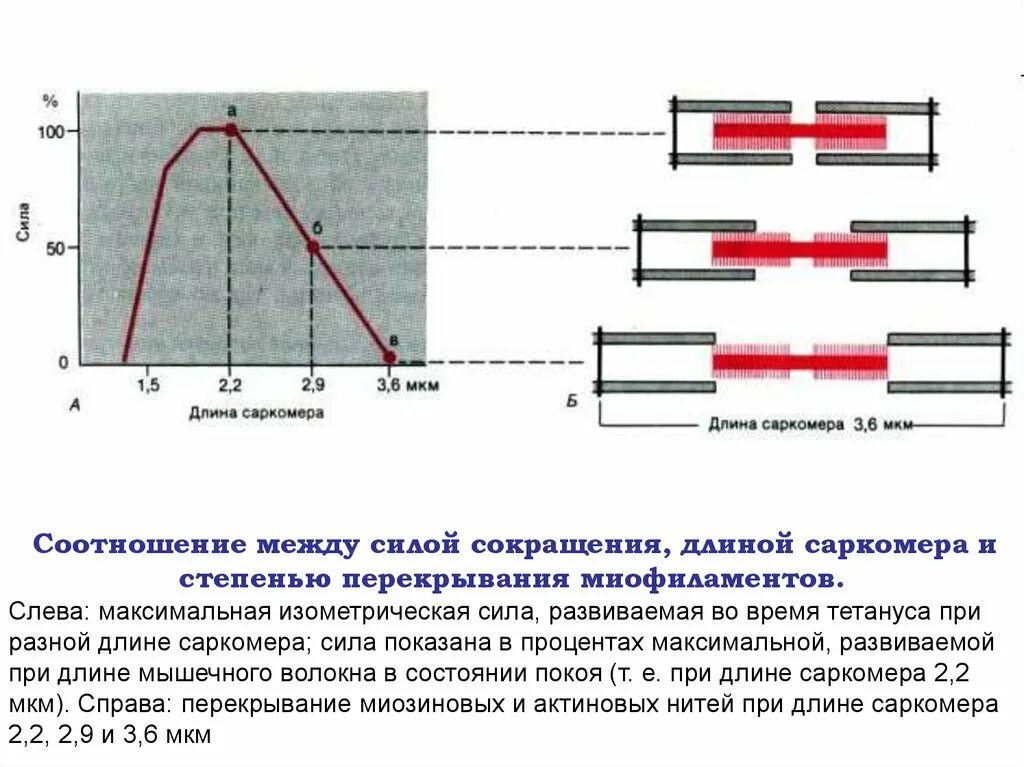 Зависимость силы сокращения мышцы от ее исходной длины. Изометрическое сокращение мышц. Мышечные волокна сокращение и растяжение. Зависимость силы сокращения от длины саркомера. Какой ток вызывает сокращение мышц