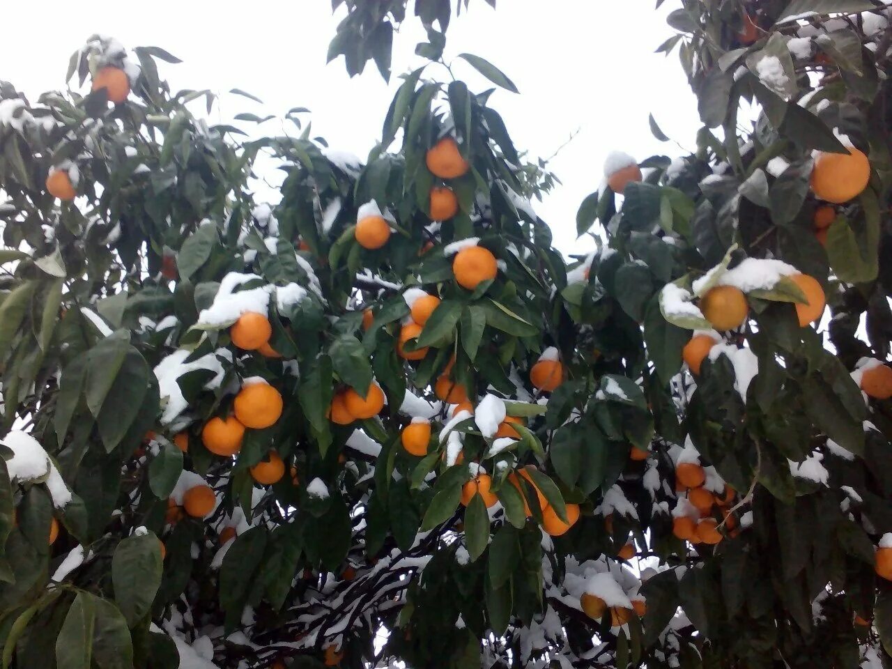 Абхазия мандарины и хурма. Абхазия Мандариновая роща. Абхазия мандарины на дереве. Мандариновое дерево в Абхазии. Гагра абхазия мандарин