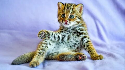 Котята пятнышками