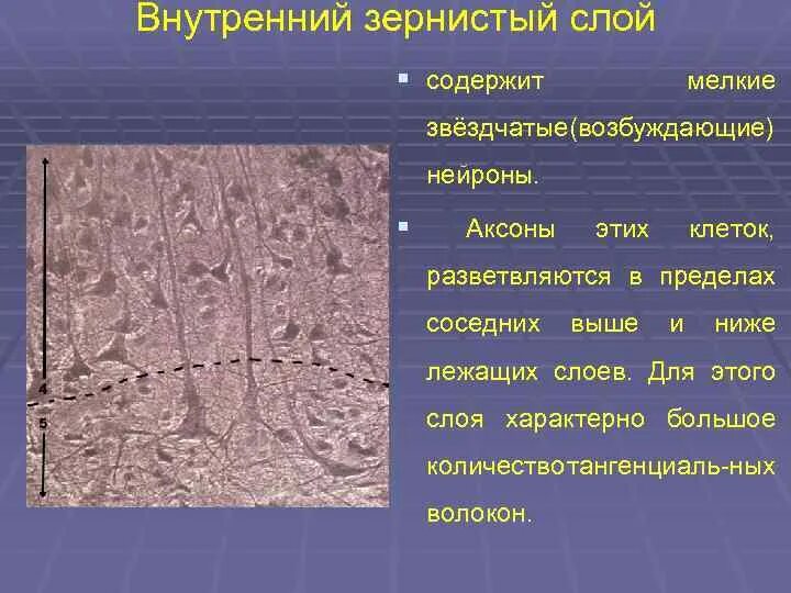 Неподвижный зернистый слой. Неподвижный зернистый слой
