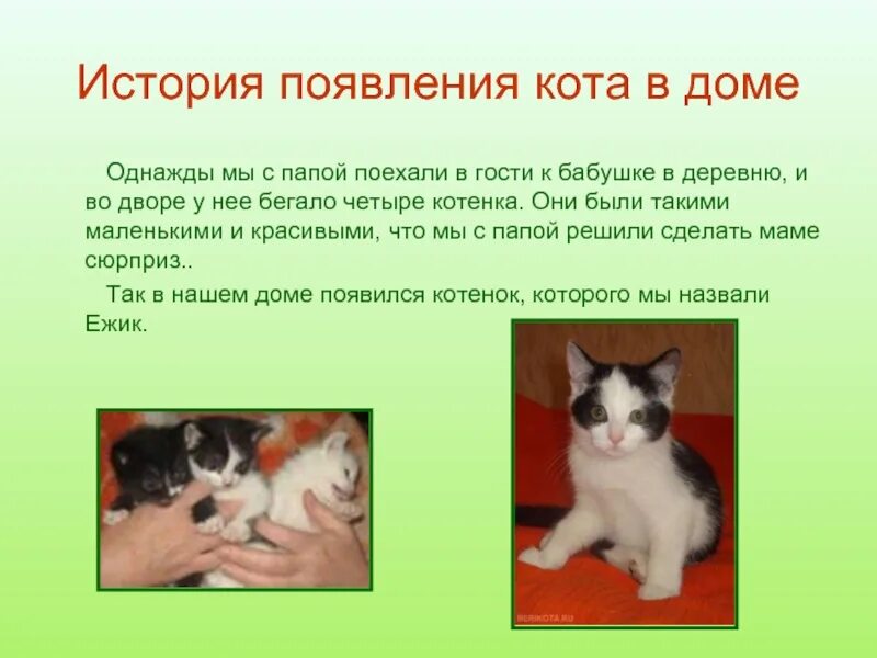 Описание домашнего кота 2 класс. История появления кота. Рассказ про кота. История про котенка. Рассказ про котика.