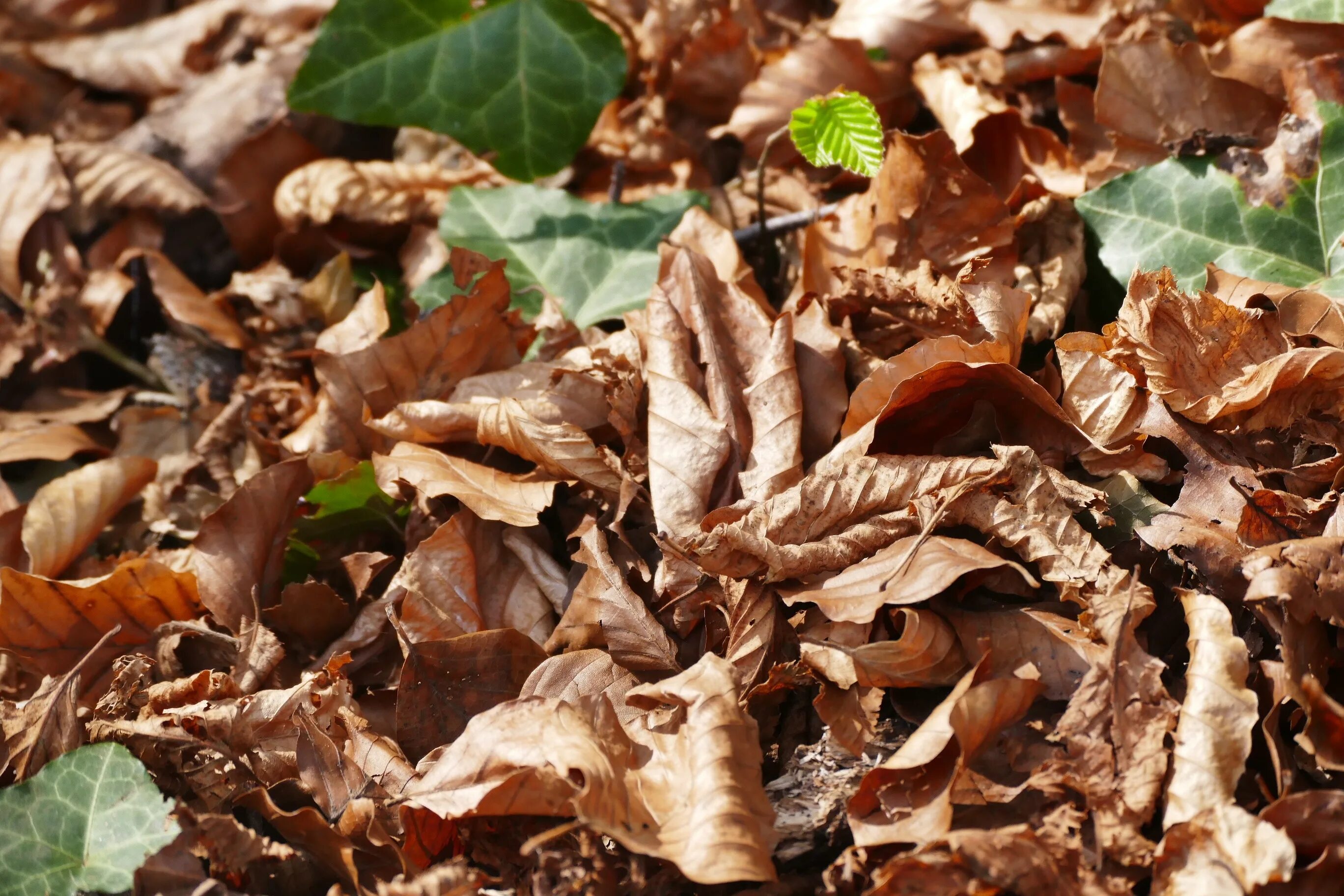 Brown фото. Коричневые листья. Бурые листья. Коричневый цвет в природе. Дерево с коричневыми листьями.