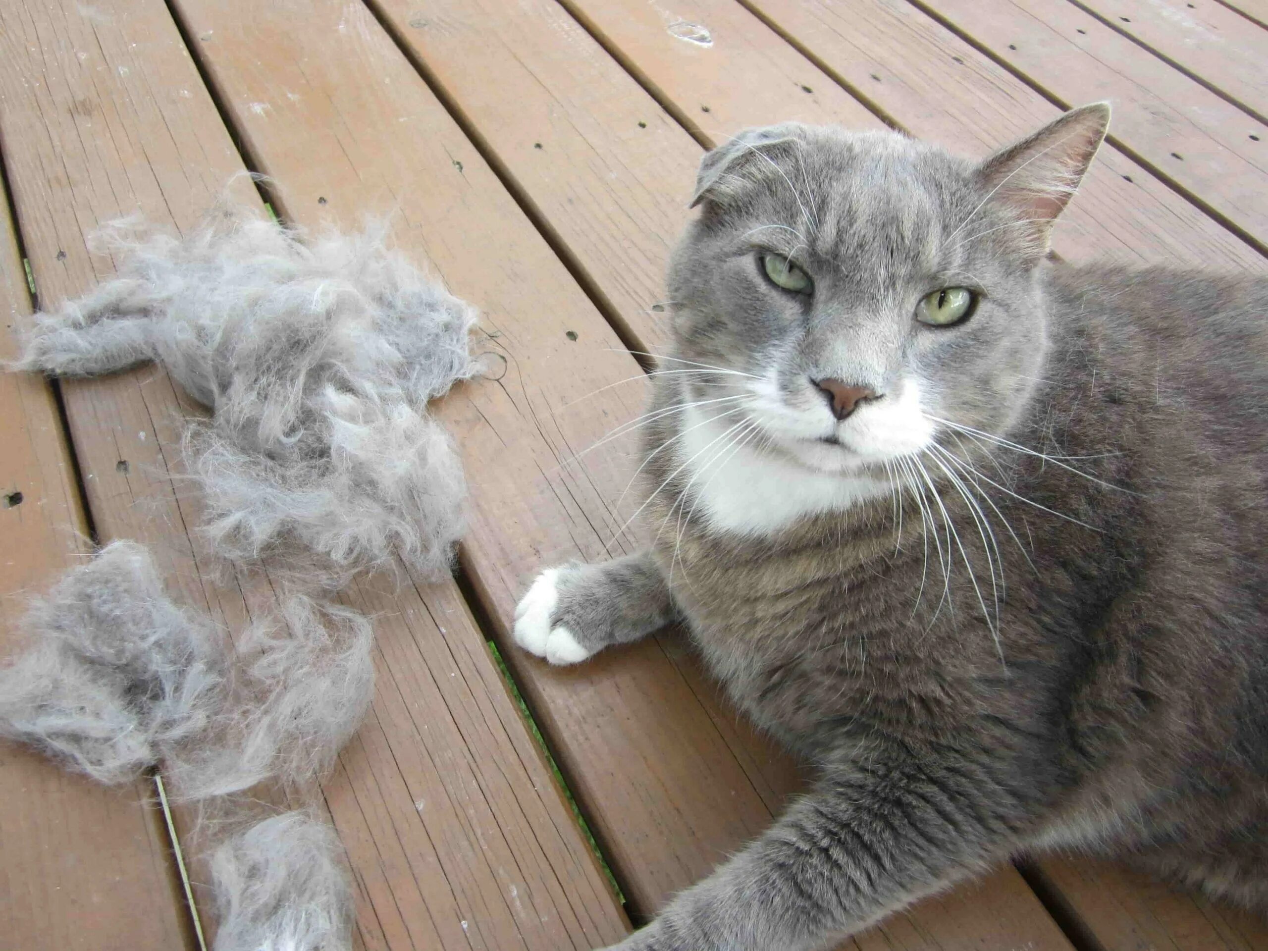 Линька у кошек. Сильная линька у кота. Котов которые линяют. Линька у котов. Котов которые линяют.