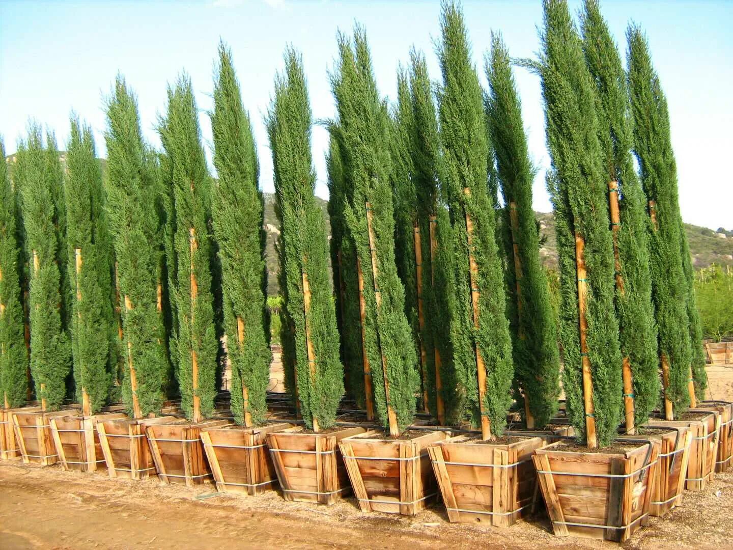 Кипарис Фастигиата. Кипарис вечнозеленый (Cupressus sempervirens). Кипарис - Cupressus. Кипарис сахарский. Кипарис что это