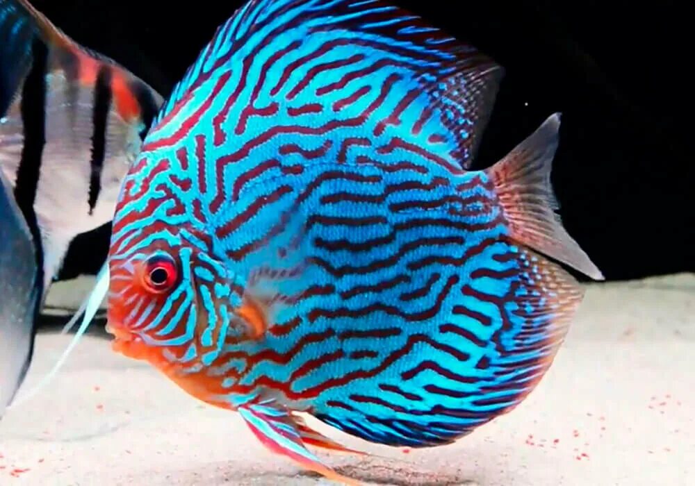 Зоомагазин живой мир. Дискус голубой туркис. Дискусы туркис. Живой мир иваново. Живой мир иваново.