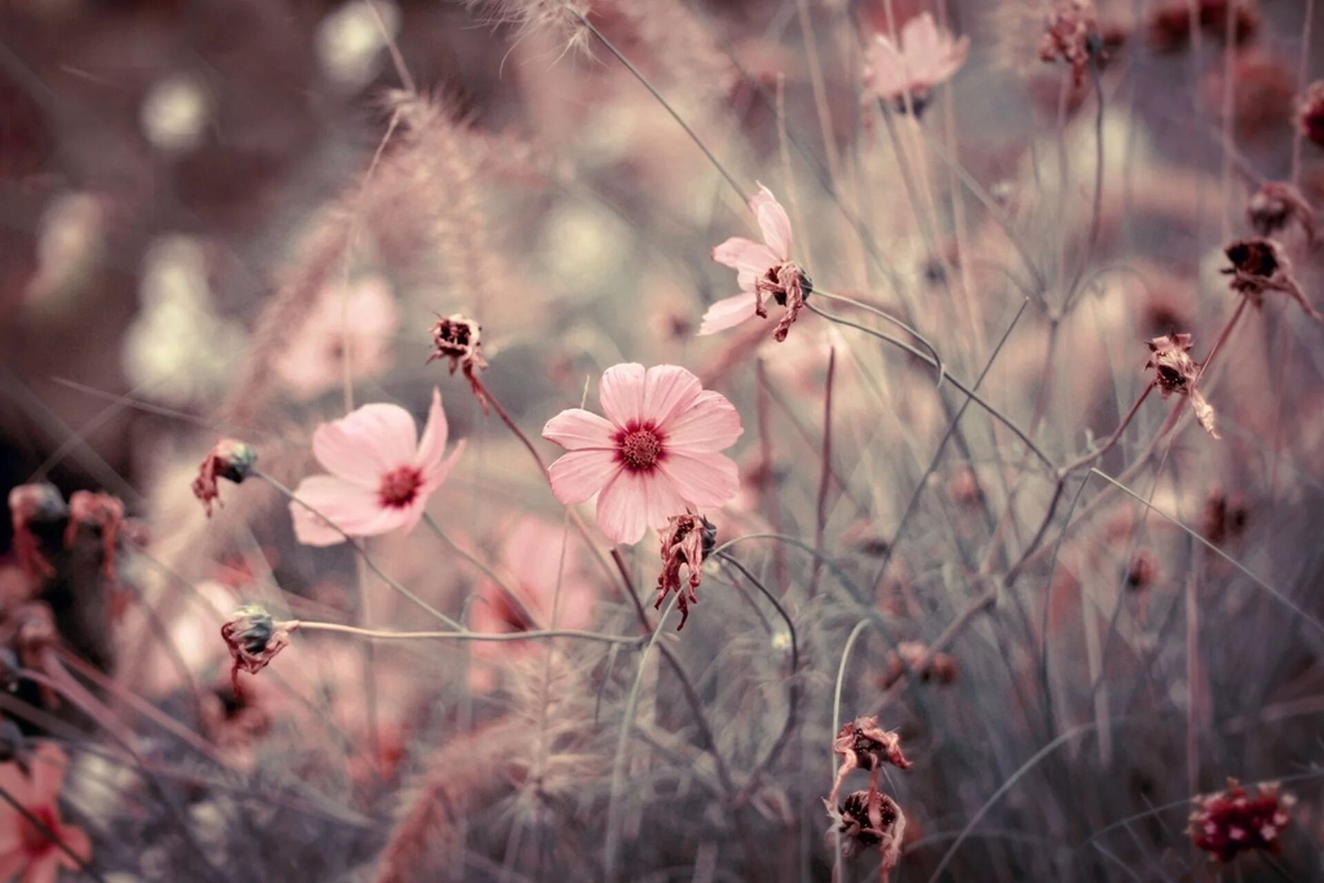 Обои на телефон эстетика лето. Нежный цветок. Розовые цветы. Цветы в пастельных тонах. Бежевые цветы.