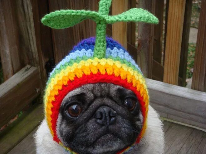 I'm the last... Dog hat, Cute pugs, Pet costumes