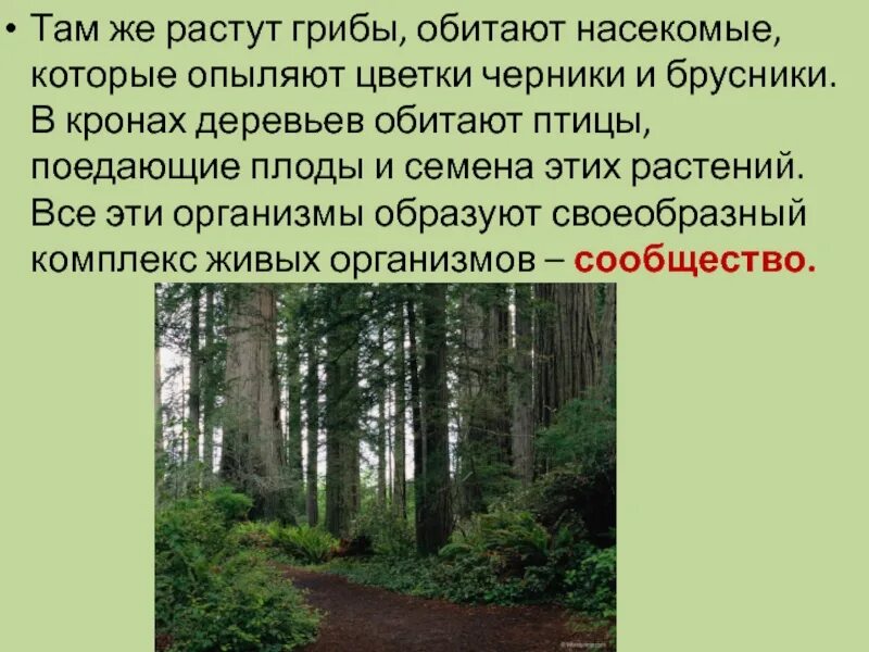 Понятие о природном сообществе. Сообщение о природном сообществе. Доклад о природном сообществе. Природные сообщества 6 класс. Биология сообщение на тему природное сообщество