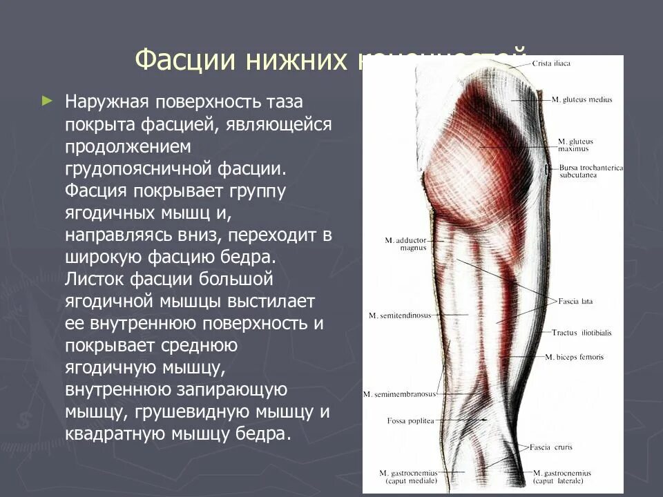 Фасции нижней конечности. Мышцы и фасции ног. Фасции нижней конечности анатомия. Мышцы и фасции нижней конечности анатомия.