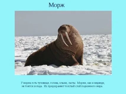 Слово моржи