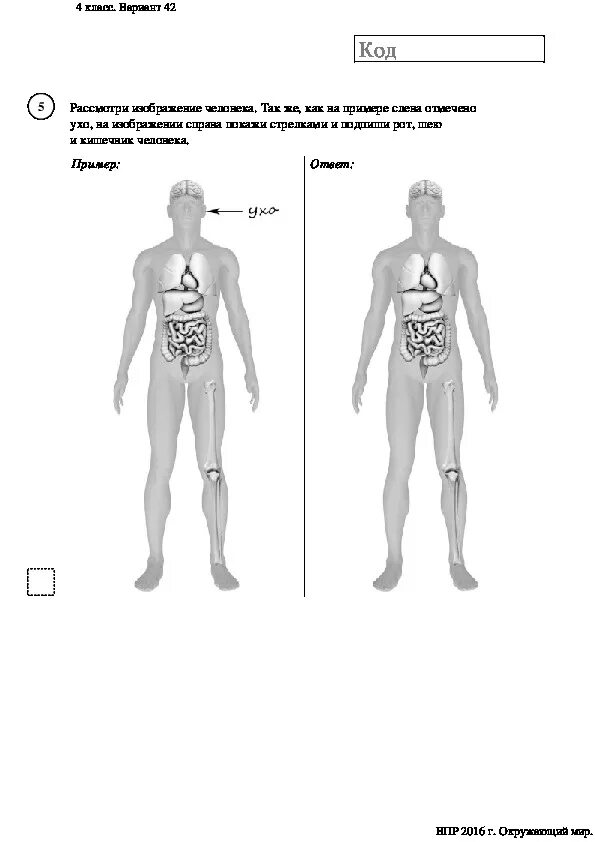 Части тела человека 4 класс окружающий мир ВПР. Органы и части тела человека ВПР 4 класс. Строение человека ВПР 4 класс. Рассмотри изображение человека.