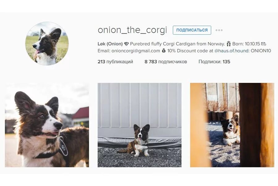 Аккаунт собаки в инстаграм. Аккаунт собаки. Dogs аккаунт. Аккаунт в инстаграме с животными. Dogs аккаунт.