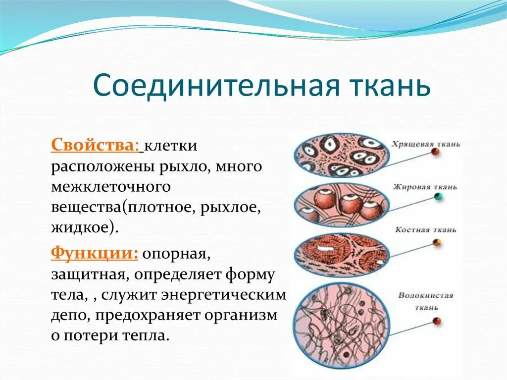 Строение соединительной ткани 8 класс биология. Функции соединительной ткани 8 класс биология. Строение соединительной ткани 8 класс. Ткани организма человека соединительная ткань. Состав тканей животных