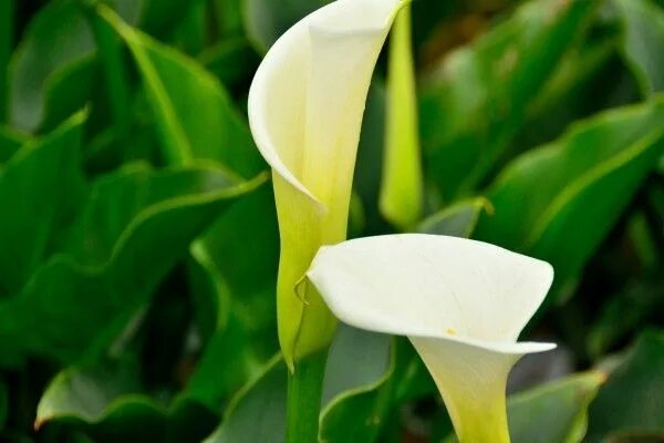 Calla lily Leaf Detail Calas, Flores bonitas, Lirio de los valles