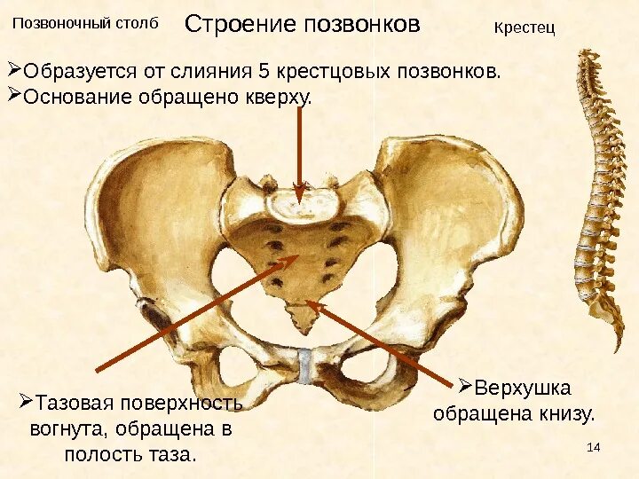 Строение крестцового позвонка человека. Строение тазовых костей. Суставные поверхности крестца.