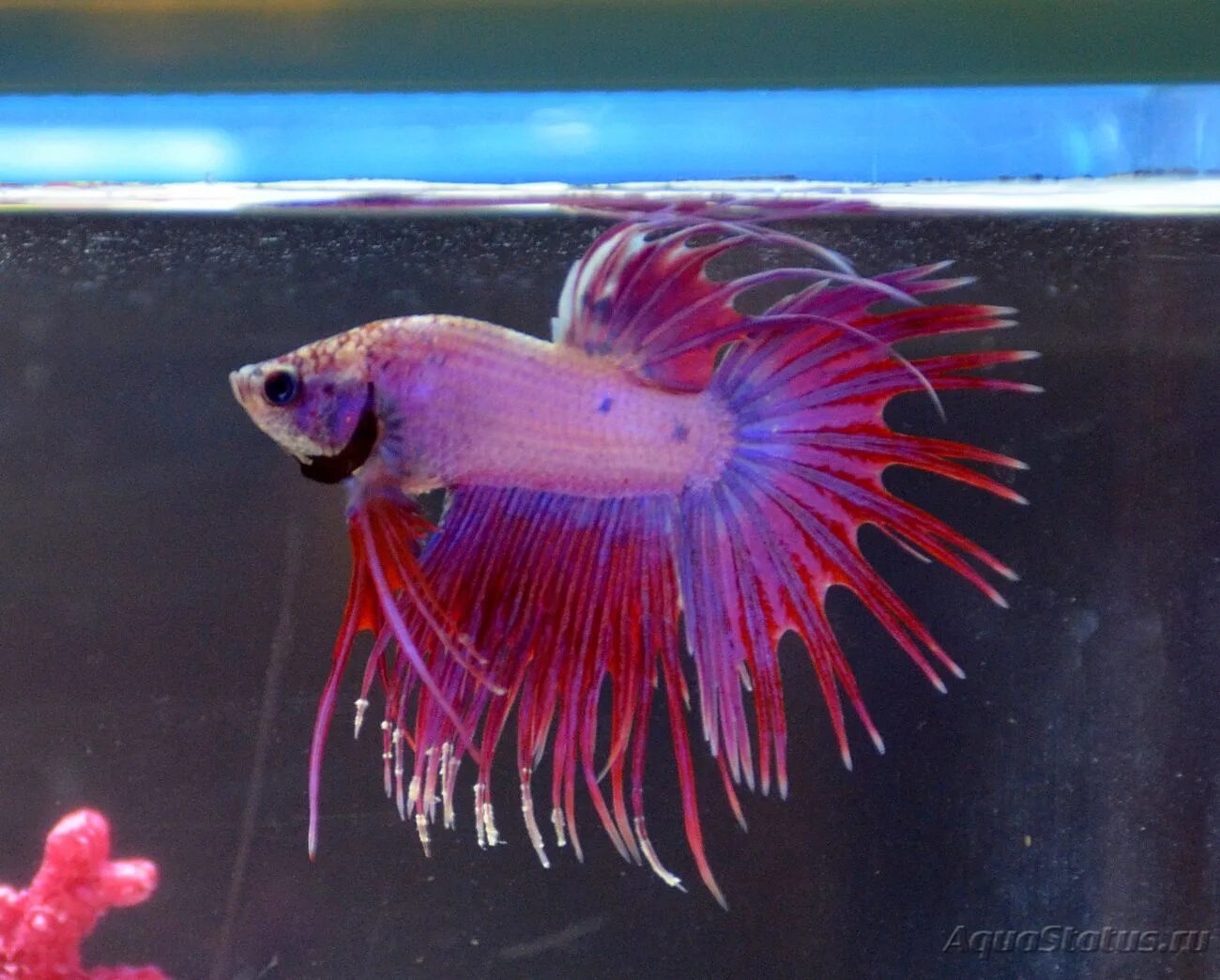 Рыбка петушок ихтиофтириоз. Рыбка петушок плавниковая гниль. Петушок белеет. Таиландский петушок рыбка. Рыба с перьями.