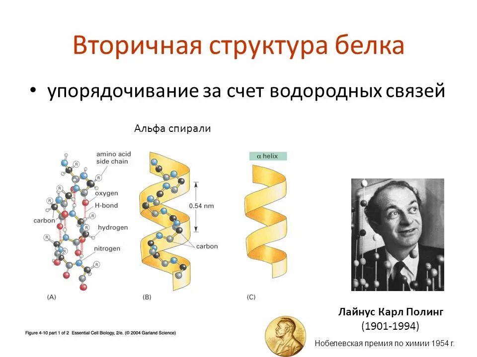 Белковая спираль. Альфа и бета спираль вторичной структуры белка. вторичная структура белковой молекулы. вторичная структура белка химия. лайнус полинг структура белка.