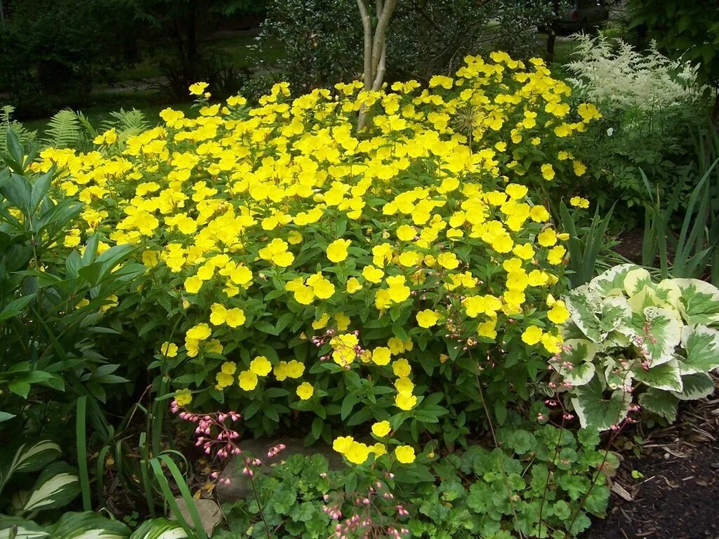 Желтые цветы многолетники фото и названия. Энотера Минима. Энотера миссурийская. Энотера бесстебельная. Энотера ламаркиана.