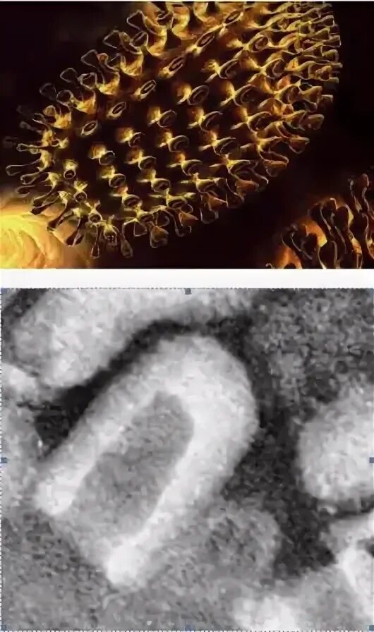 Файл:Rabies Virus.jpg - Википедия