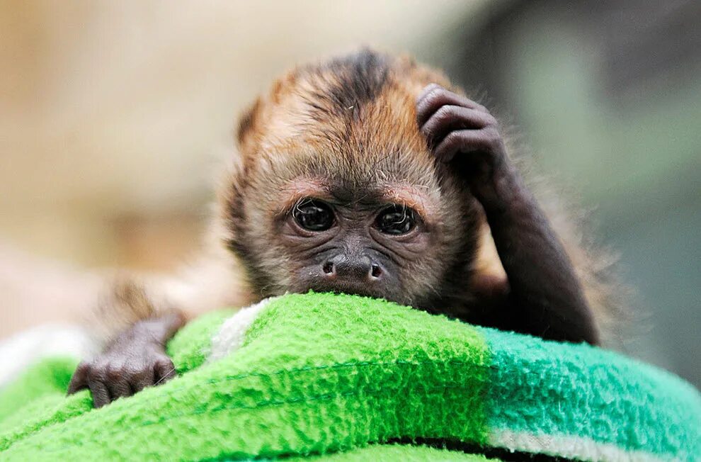 Забавные животные. Самые милые обезьяны. Смешные обезьянки. Милая мартышка.