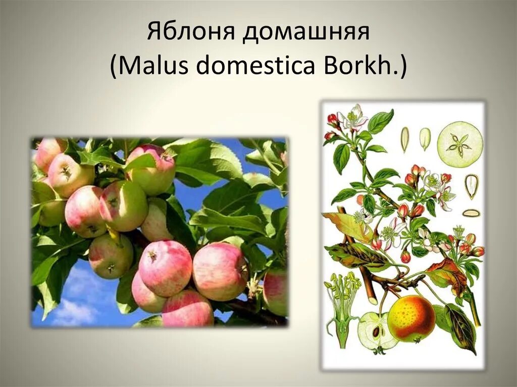 Яблонька какая. Яблоня домашняя (Malus domestica). Яблоня домашняя (Malus domestica Borkh). Описание яблони. Род яблоня виды.