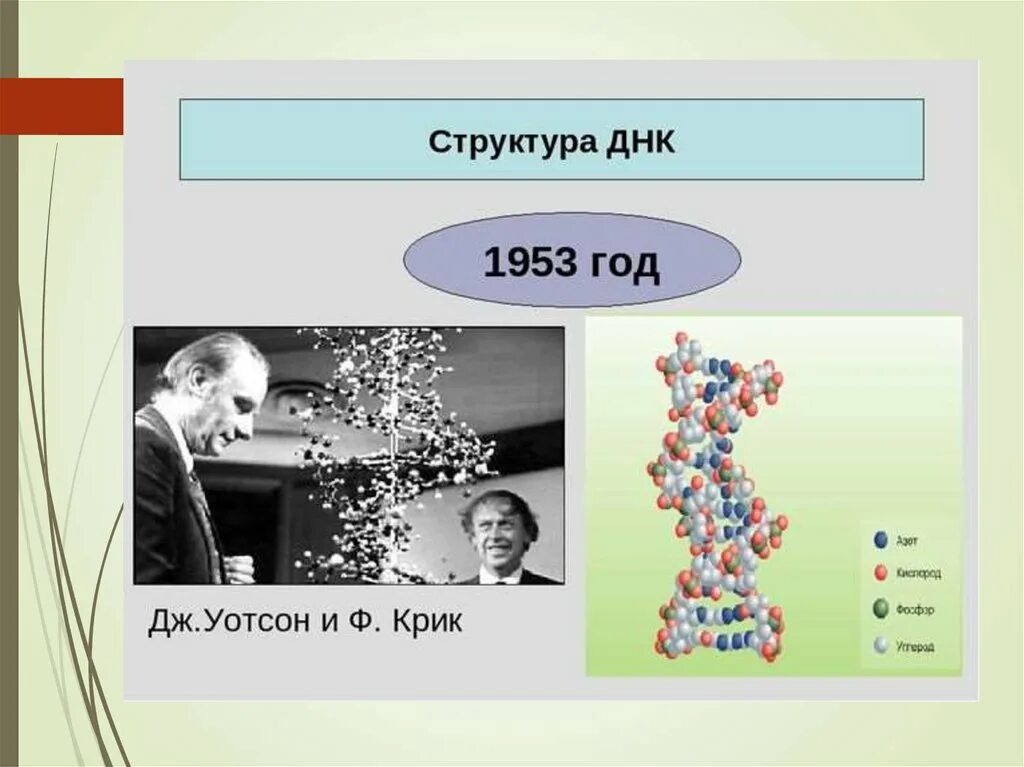 Структура ДНК 1953. Структура ДНК Уотсон и крик. 1953 Дж Уотсон. Уотсон и крик нуклеиновые кислоты.