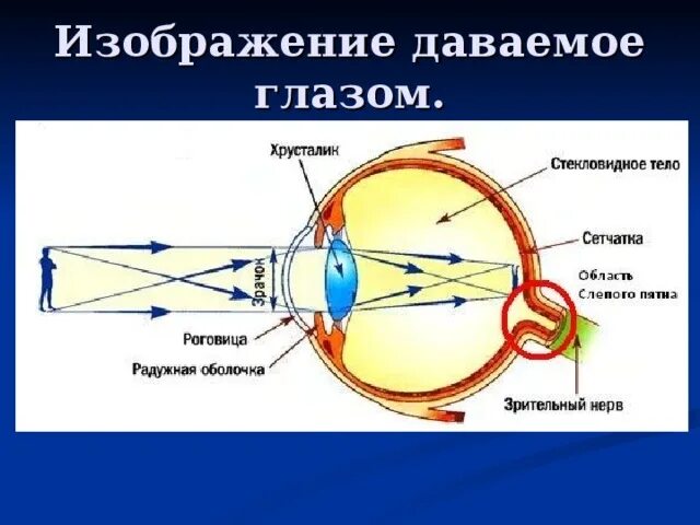 Человек видит перевернутое изображение. Какое изображение дает глаз. какая изображение дает глаз человека. какое изображение даёт сетчака глаз. студариум глаза физика.