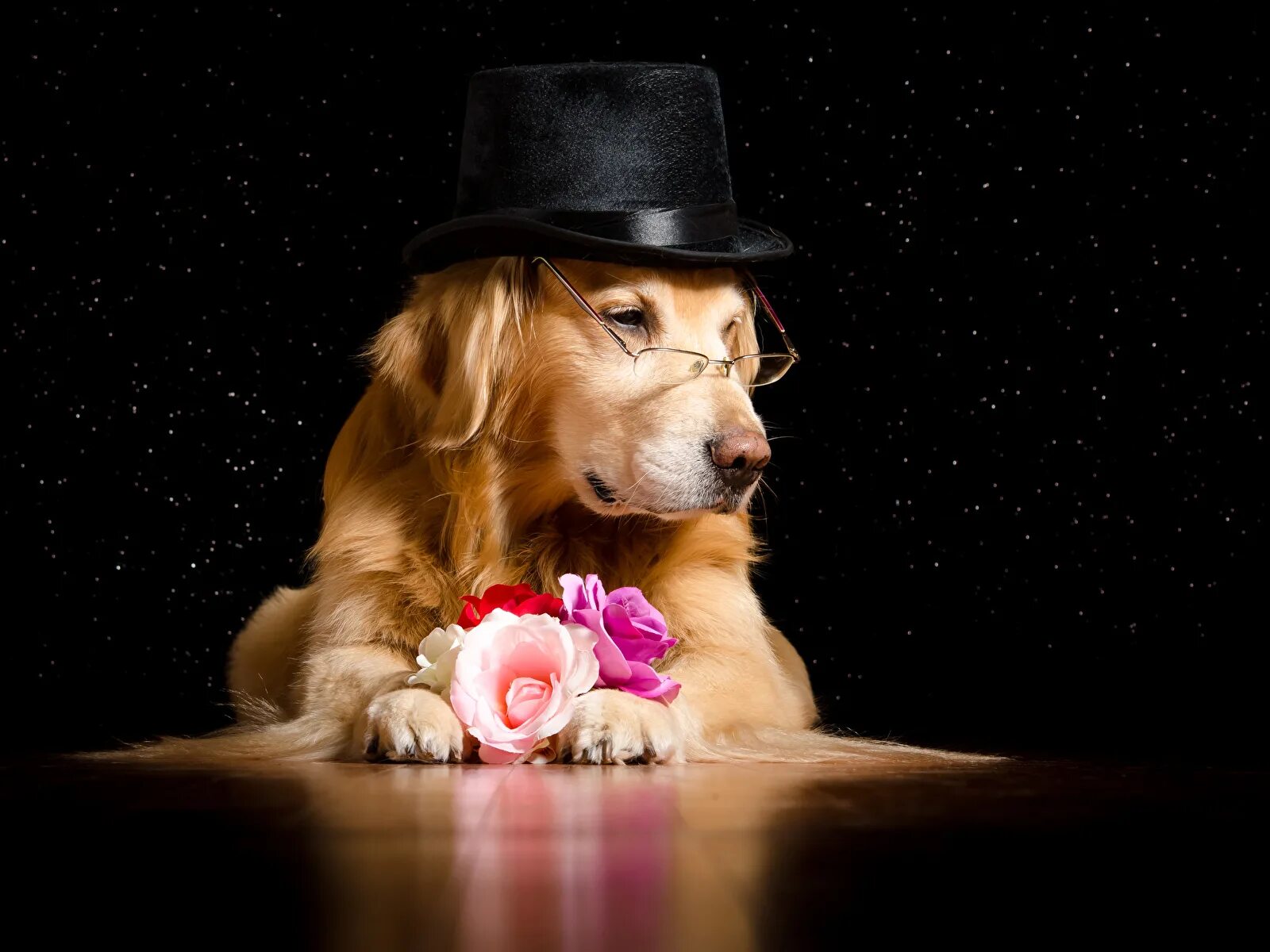 Пес шляпа. Собачка с розочкой. Золотистый ретривер в шляпе. Собака с розой. Собака в шляпе.