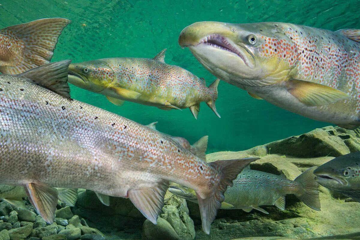 севрюга осетровые. крупные породы рыб. осётр сибирский. крупные породы рыб. севрюга и осетр.