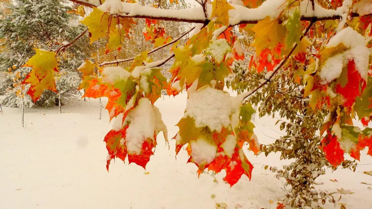 снежная осень. ноябрь природа. желтая осень белая зима. зимние желтые цветы. снег осенью.