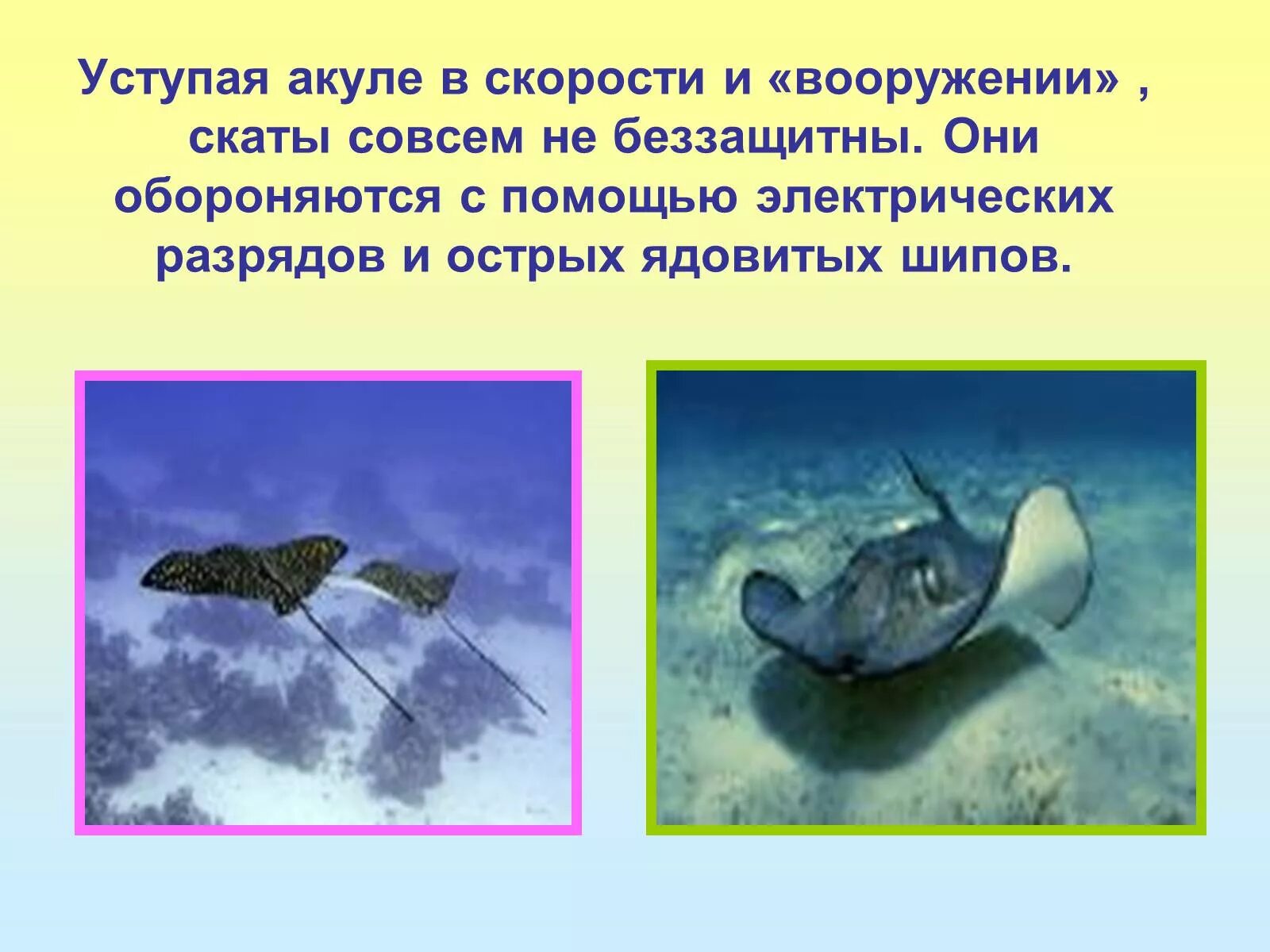 Помощь скату