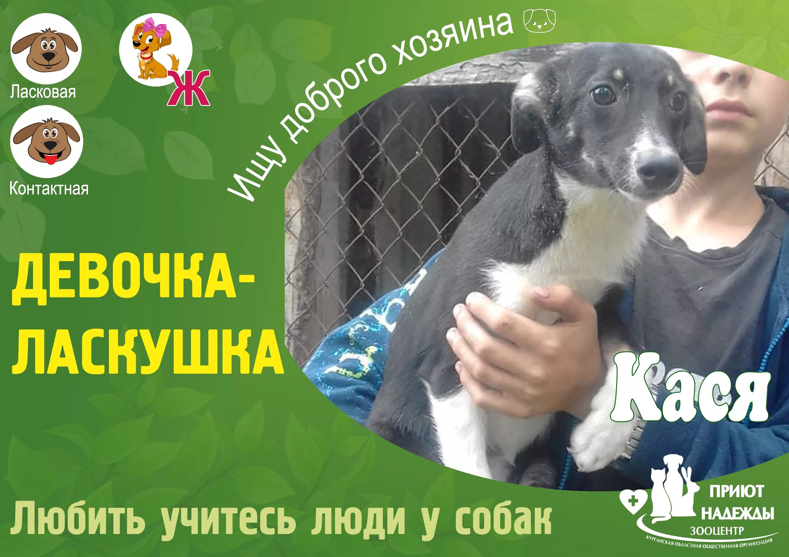 приют надежды вологда адрес. приют вологда животные. приют надежды вологда адрес. приют для животных домик волгоград. рбоо "иркутское общество защиты животных".