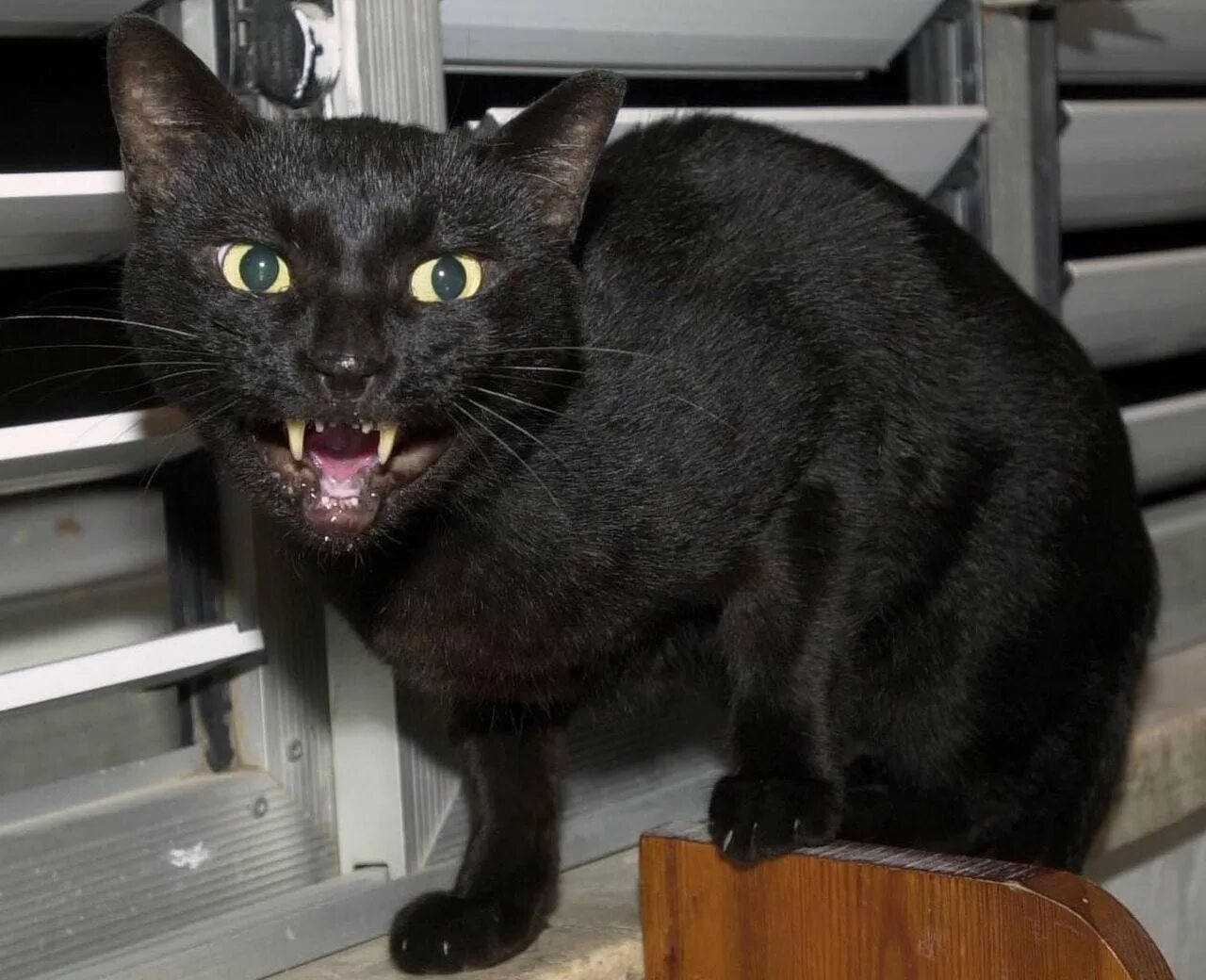 Жуткая кошка. Чёрный кот. Страшный черный кот. Страшные черные коты. Злая кошка.