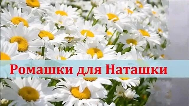 Открытки с ромашками. Ромашки для Наташки. С днём рождения ромашки. Ромашка надпись.