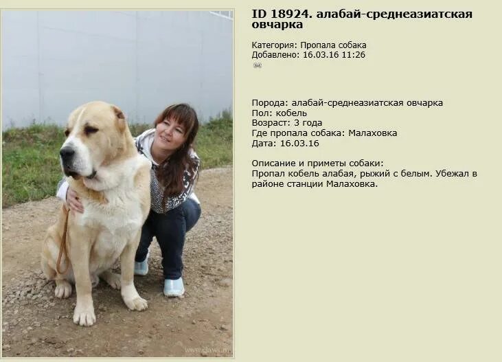 Алабай пятнистый. Книга мычко среднеазиатская овчарка. Щенок алабая 4 месяца рост и вес. Среднеазиатская овчарка стандарт породы. Тигровая среднеазиатская овчарка.