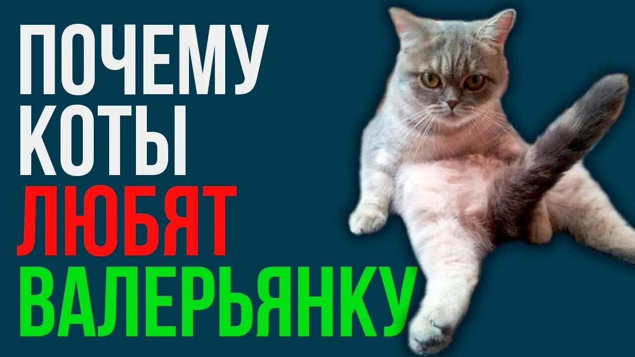 Почему кошки валерьянку. Коты любят валерьянку. Коты балдеют от валерьянки. Почему коты любят валерьянку. Валерьянка для кошек.