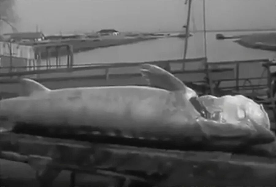 Осетр ростов на дону. Самый большой осетр на дону. осетр в дону. стерлядь в дону.