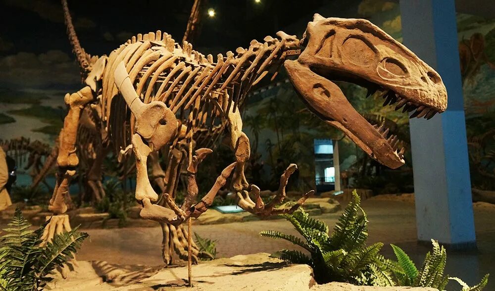 20 Things You Must See if You Visit Chicago Natural history, Field museum, Museu