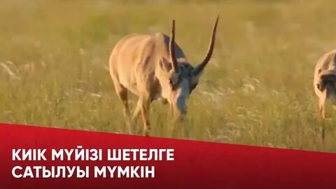 Секс видео: Мас ана күйеуін ұлымен шатастырып алды