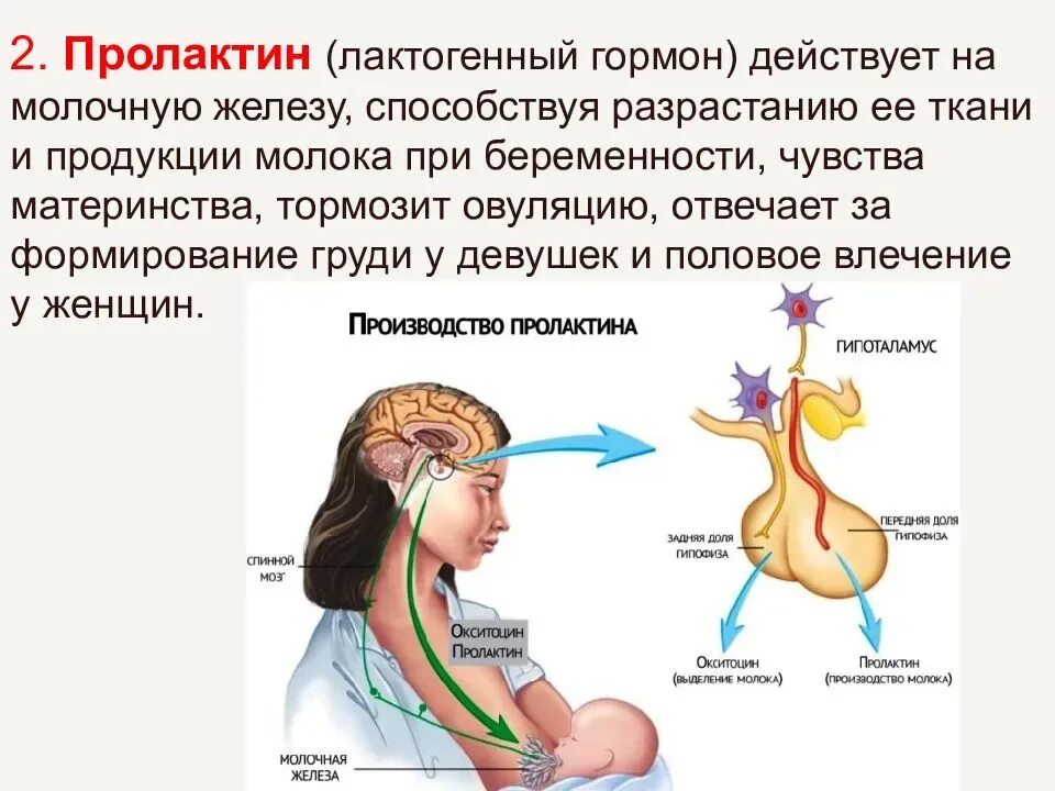 Что такое пролактин. Пролактин. пролактин гормон. пролактин лютеотропный гормон. пролактин у женщин.