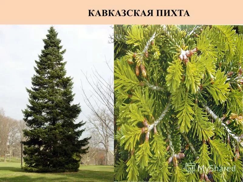 Долгожитель из хвойных. Пихта Кавказская. Пихта Кавказская шишки. Пихта Нордмана. Пихта Нордмана дерево.