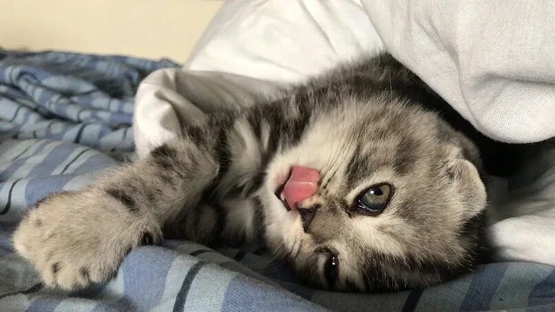 kitties! Cats, Cats of instagram, Cats and kittens