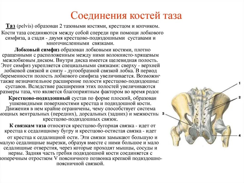 Тип соединение бедренной кости. Лобковый симфиз соединение костей. Строение крестцово-подвздошного сустава. Соединение костей таза и нижней конечности. Крестцово копчиковый сустав Тип сустава.